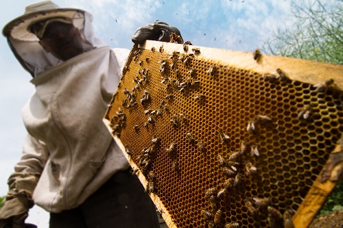 South Carolina Pest Company’s New Honey Bee Service Begins