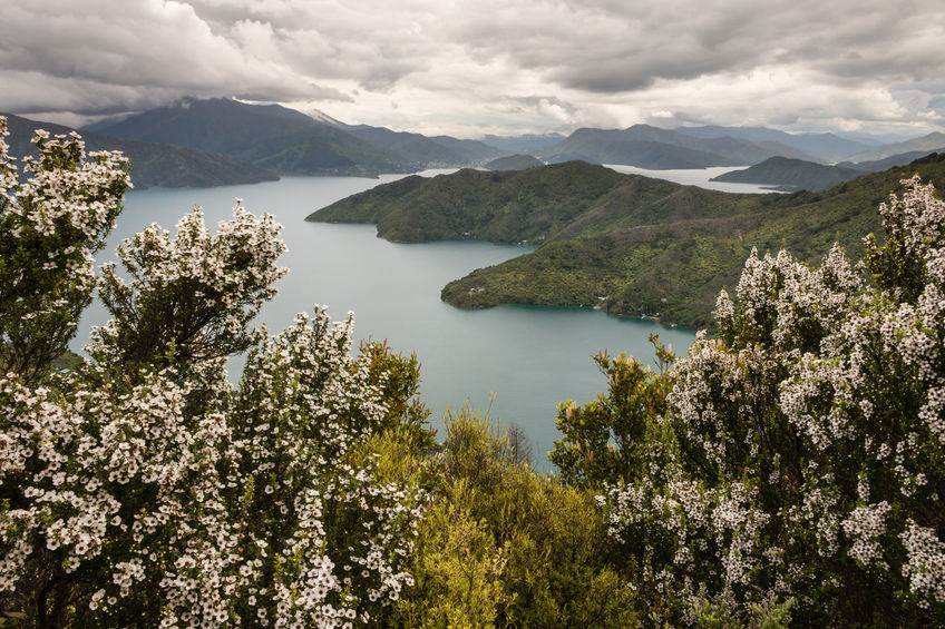 Manuka Plantings in New Zealand Going to Boost Industry