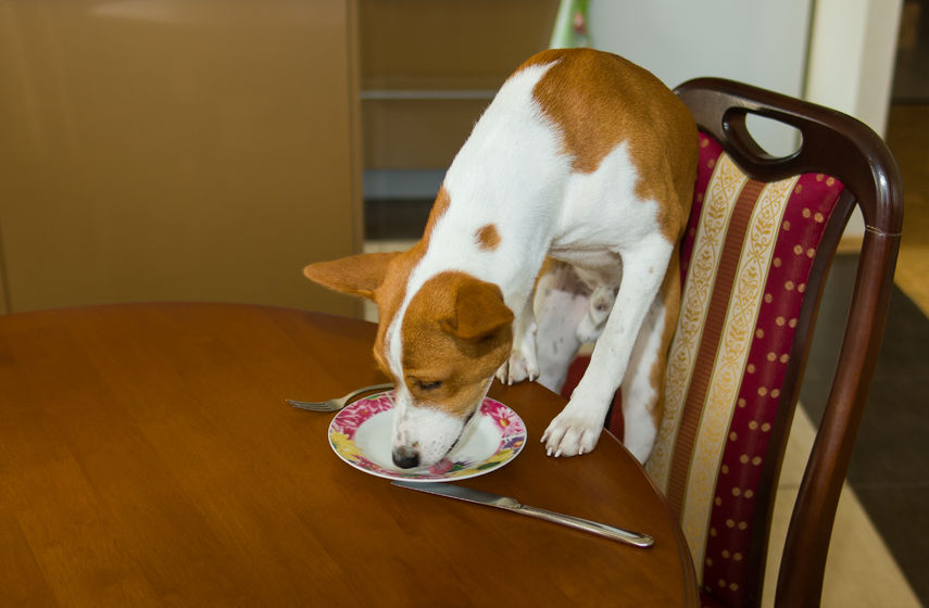 How to Make Sweet Potato Manuka Honey Dog Treats