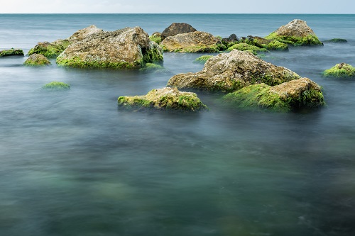 Algae Starting to Affect Honey Bees in Florida