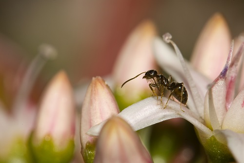 Can Ants Make Honey Too?