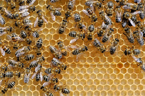 Bee-Friendly Colleges You Should Consider