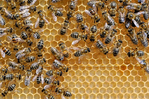 Girl Scout Troop Helps Save Wild Bees with ‘Bee Hotel’