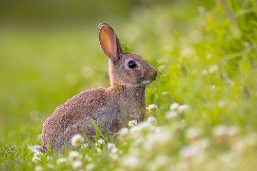 Rabbits Love These Raw Honey Treats!