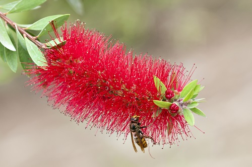Honey Bee Killing Hornet Spotted in England