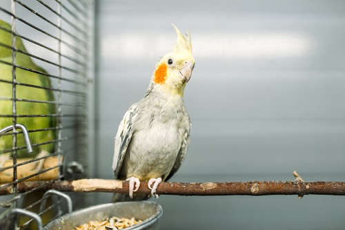 Manuka Honey Treats Your Pet Bird Will Love