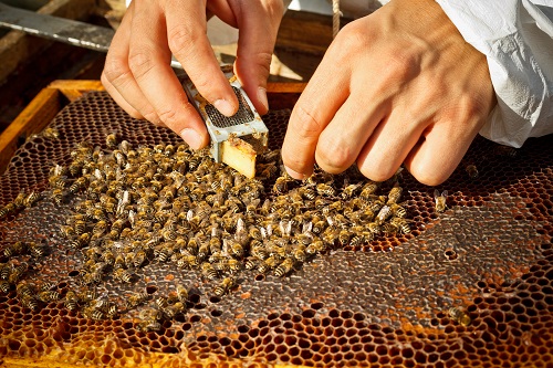 Beekeepers Report Record Honey Bee Colonies Lost during Winter