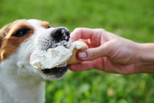 Manuka Honey Ice Cream Treats for Dogs