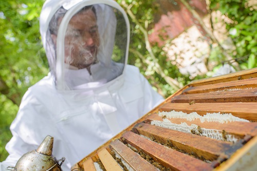 Beekeeper Braves Allergy to Care for Honey Bees