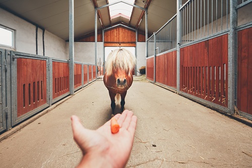 Manuka Honey Carrot Treats for Horses