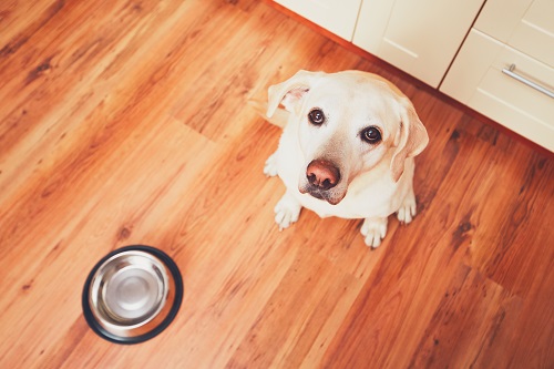 Manuka Honey Berry Cakes for Dogs