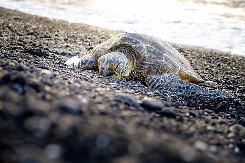 Sea Turtle Treated with Manuka Honey Now Getting Released