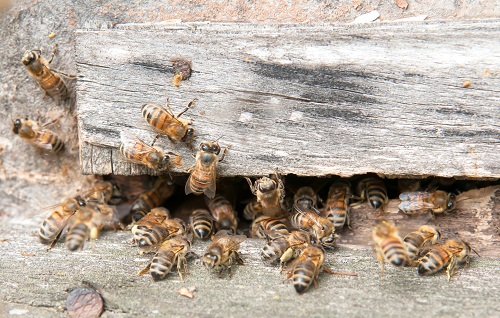 Beekeeper Hits Jackpot of 50,000 Free Bees in Bathroom