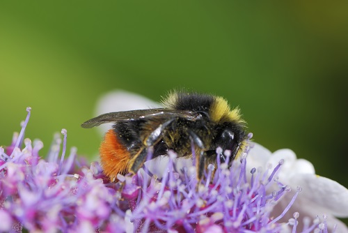 Vermont’s Bumblebees Hurting as Much as Honey Bees