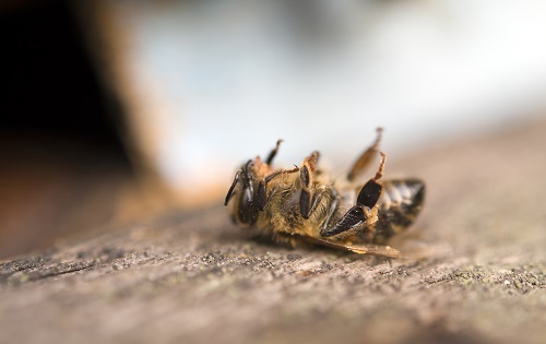 One Million South African Honey Bees Suddenly Die