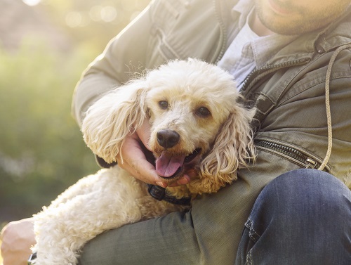 Manuka Honey Apple Popsicles for Dogs