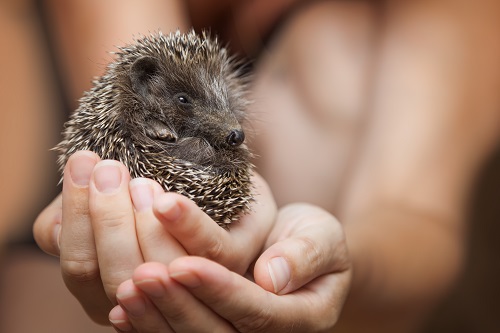 Hedgehog Gets Manuka Honey After Heinous Attack