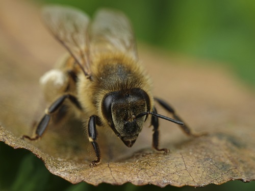 Gene Study on Honey Bees Reveal Hive Risks