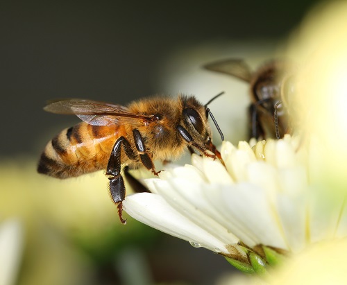 Honey Bee Discovered to Have No Mom and Two Dads