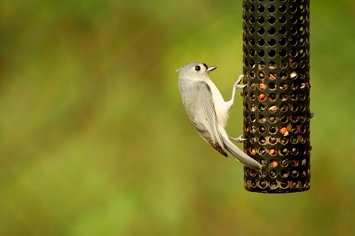 Homemade Manuka Honey Birdseed Treats for Wild Birds