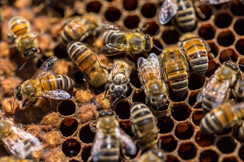 Can Bees Be Bred to Resist the Varroa Mite?