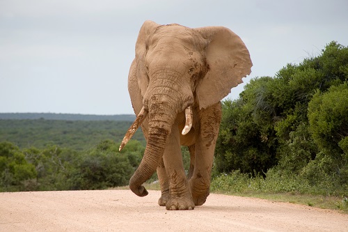 Honey Bee Sounds Protect Elephants from Trains