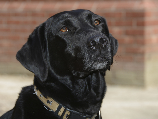 Labrador Trained to Sniff Out Devastating Honey Bee Disease