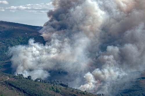 Deadly Wildfire Calls for Manuka Honey to Save Horses