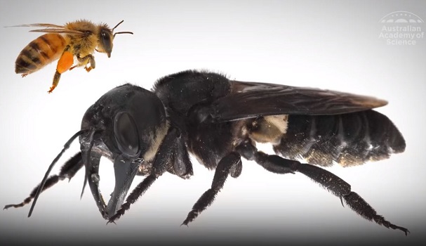 World’s Biggest Bee (Wallace Bee) Vanished Years Ago – Or Did They?