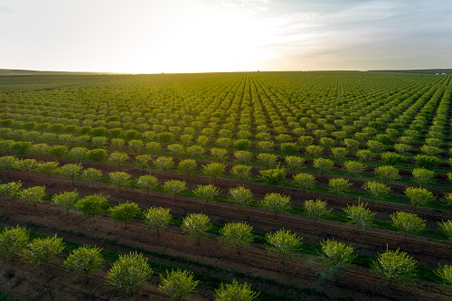 Australian Almond Crop at Risk from Massive Honey Bee Losses