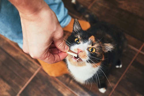 Honey and Tuna Treats Just for Your Cat