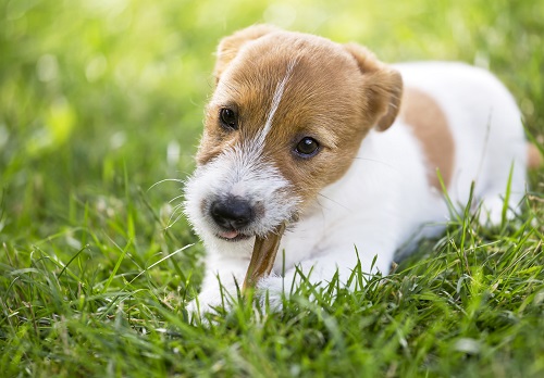 Dogs Will Love These Homemade Manuka Honey Pumpkin Cookies