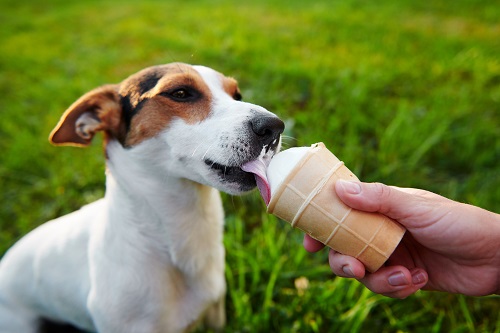 Peanut Butter Honey Ice Cream Just for Your Dog