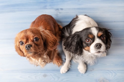 Homemade Dog Biscuits Your Dog Will Love