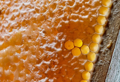 Honey Production in France on the Rise