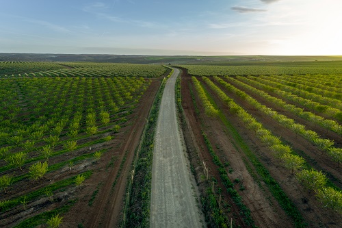 Is the Almond Industry Hurting the Honey Bee?