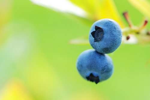 USDA Post Reveals Importance of Honey Bees to Blueberry Crops