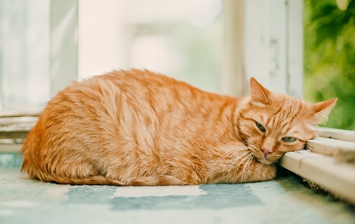 Chewy Homemade Honey Cat Treats