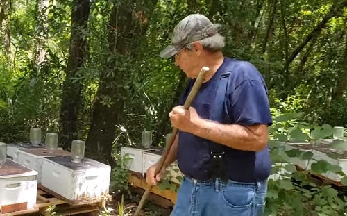 Florida Beekeeper Offers $30k Reward for Poisoned Bee Culprit