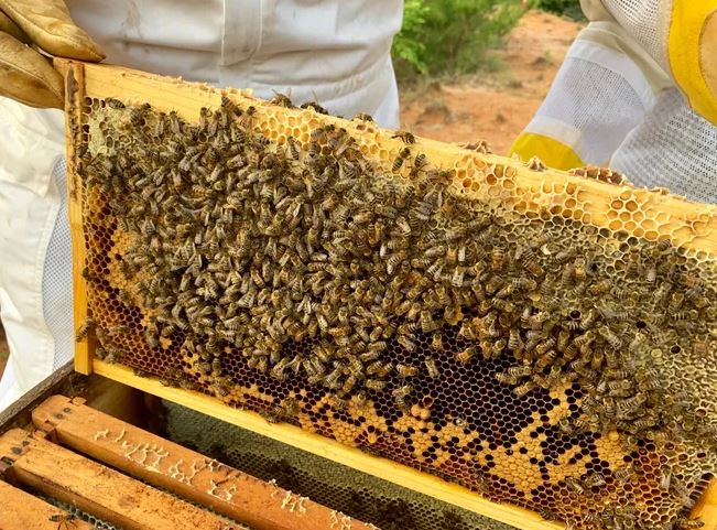 Texas Beekeeper Helping to Educate Children About Honey Bees
