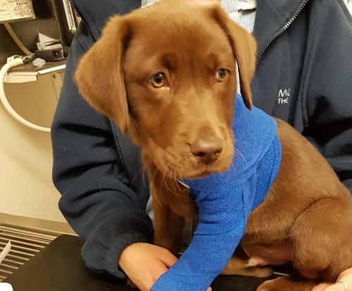 Local Vets Use Manuka Honey to Help Fix Injured Pup