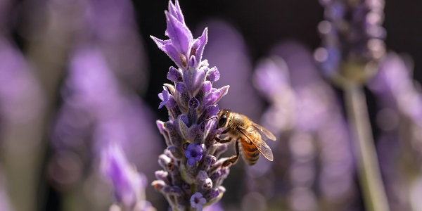 Devastating Disease Hits West Tennessee Honey Bee Population