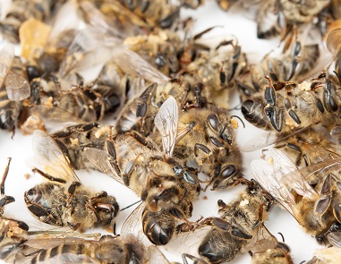 New Zealand Bee Deaths Blamed on Crop Chemicals