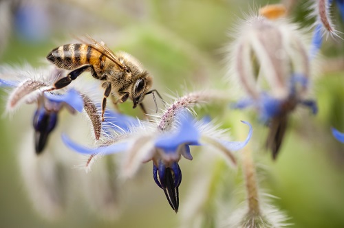 Report: Honey Bees are Bullies