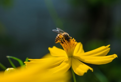 Experts Warn Current Decline in Honey Bee Population Unsustainable