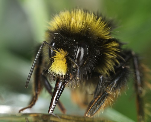 Bumblebees Facing Honey Bee Virus Problems