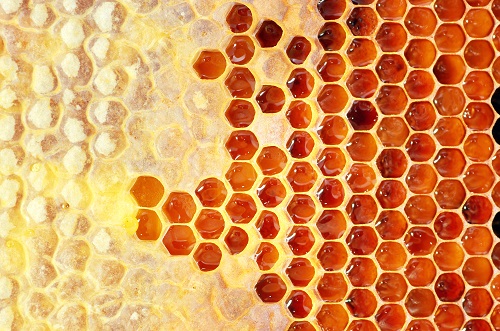 Wisconsin Honey Production Falls by 23 percent