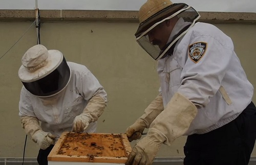 NYPD Working to Help Save the Honey Bee