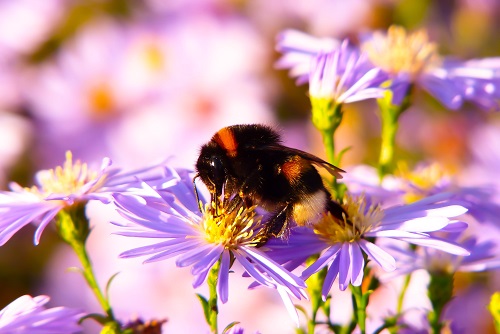 Researches Discover Honey Bee Disease is Spread Through Flowers