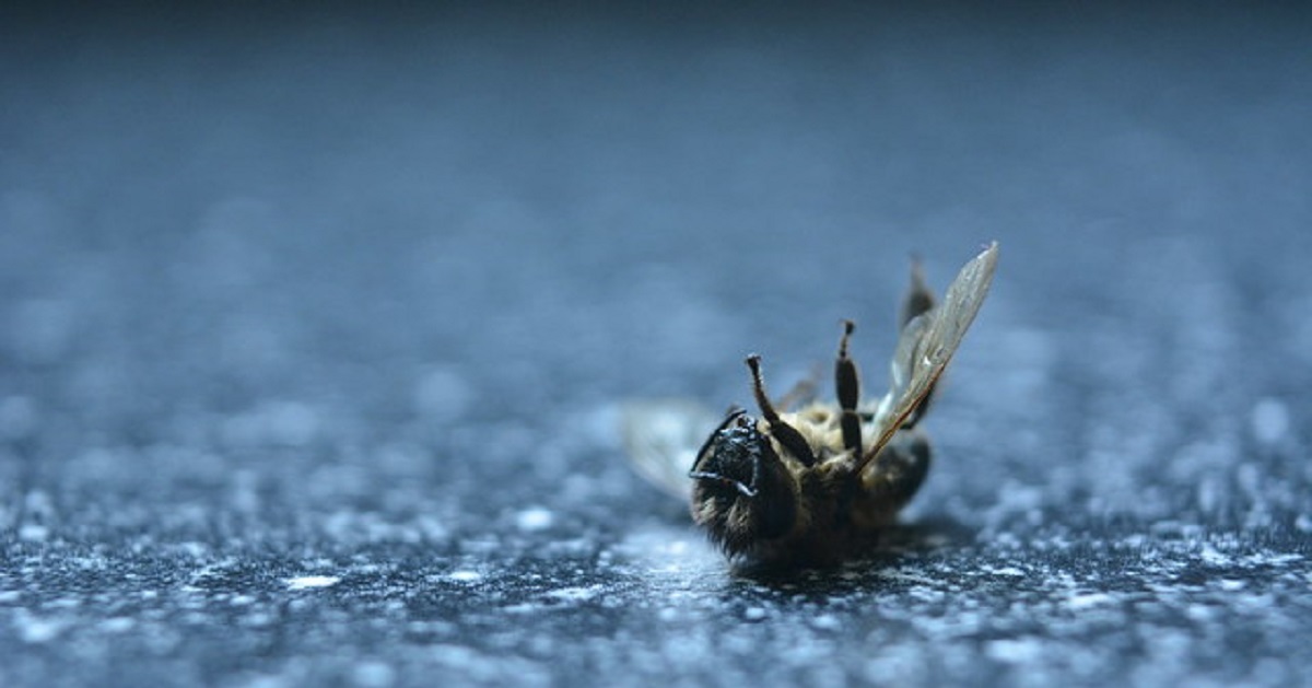 Honey Bees Dropping Dead All Over Brazil